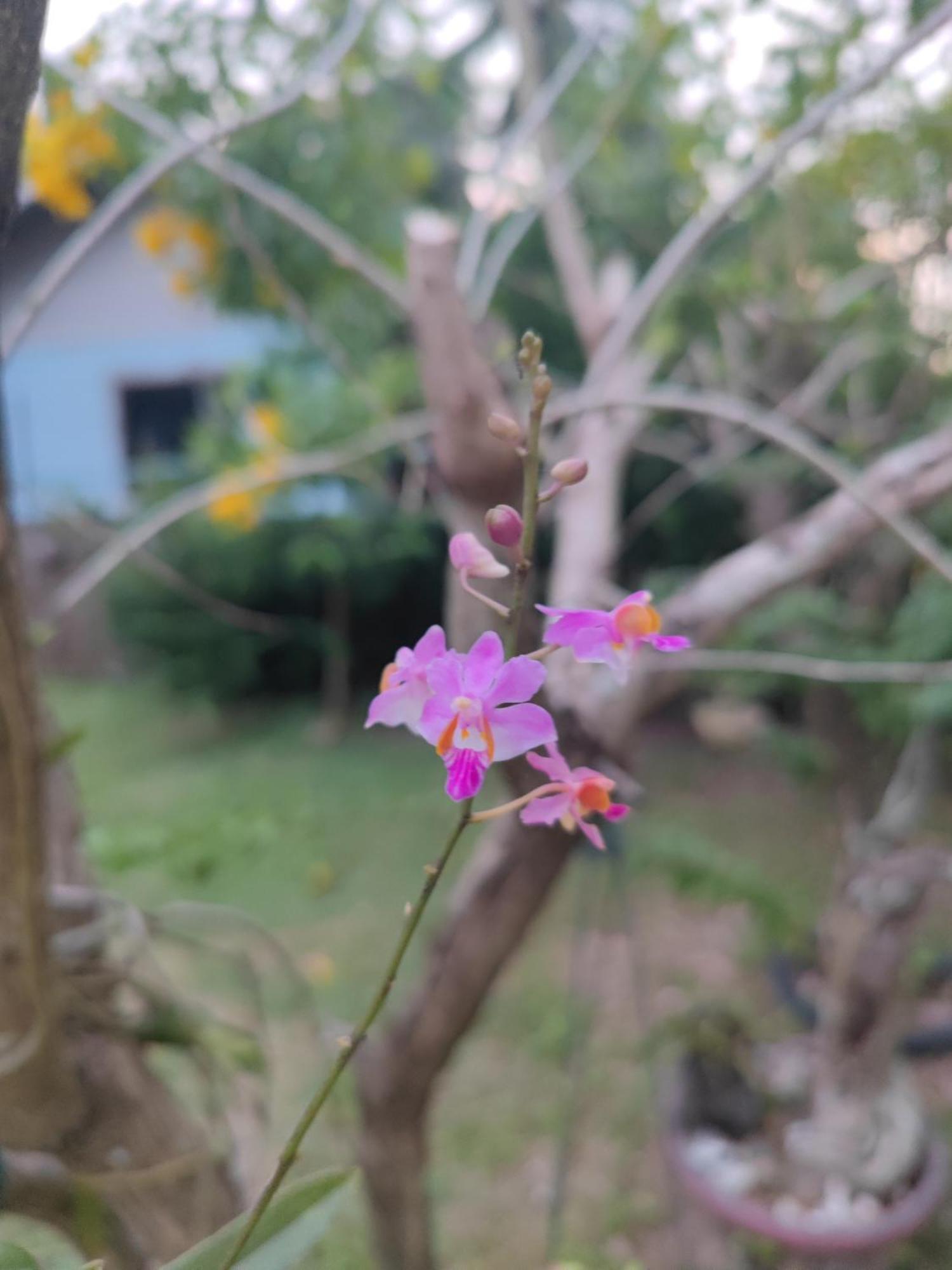 The Secret Garden Homestay Koh Yao Yai Ko Yao Dış mekan fotoğraf