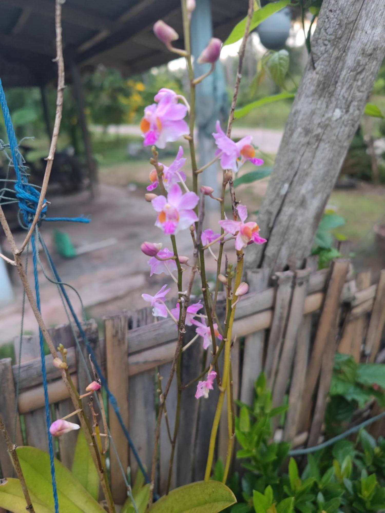 The Secret Garden Homestay Koh Yao Yai Ko Yao Dış mekan fotoğraf